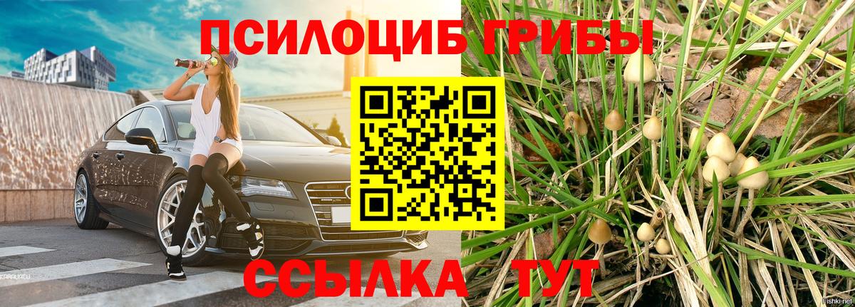 Галлюциногенные грибы Cubensis Канаш